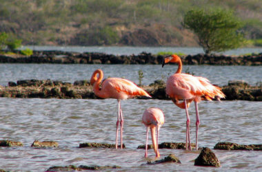 img-flamingos.jpg