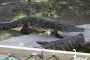 curacao-ostrich-farm-21