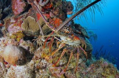 dive-CTB-kathys-paradise.jpg
