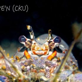 Dive'n Curacao