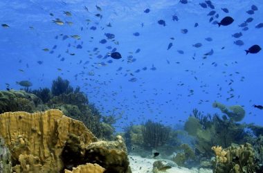 duiken-curacao-padi-04
