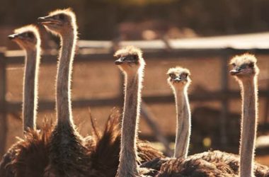 hote-ostrichfarm
