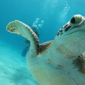 Bahia Diving