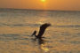 sunsettrip1