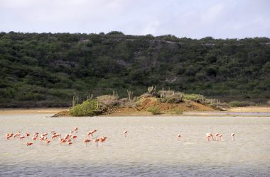 Sint Willibrodrus and its Flamingos